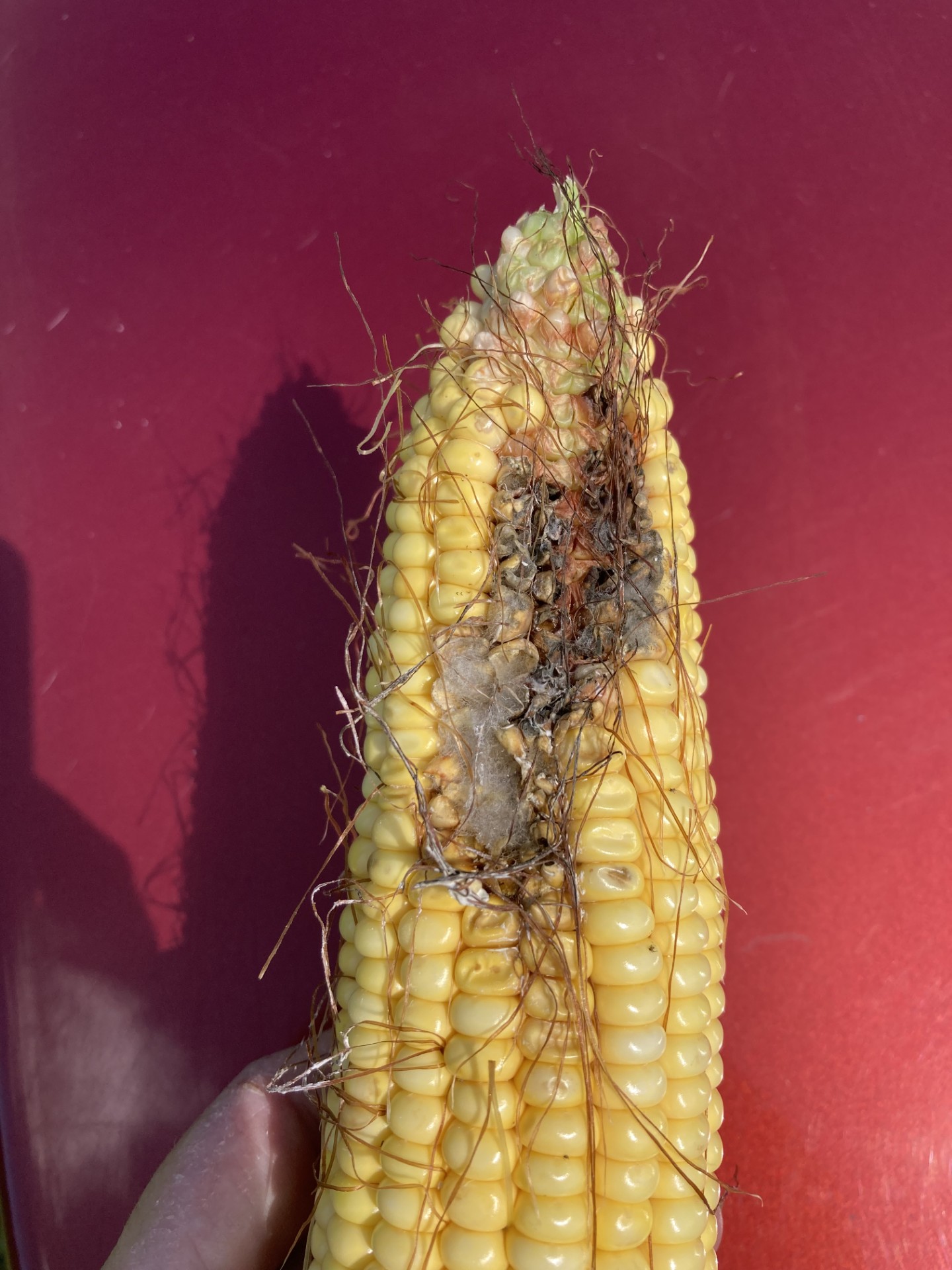 Damage to ear of corn.